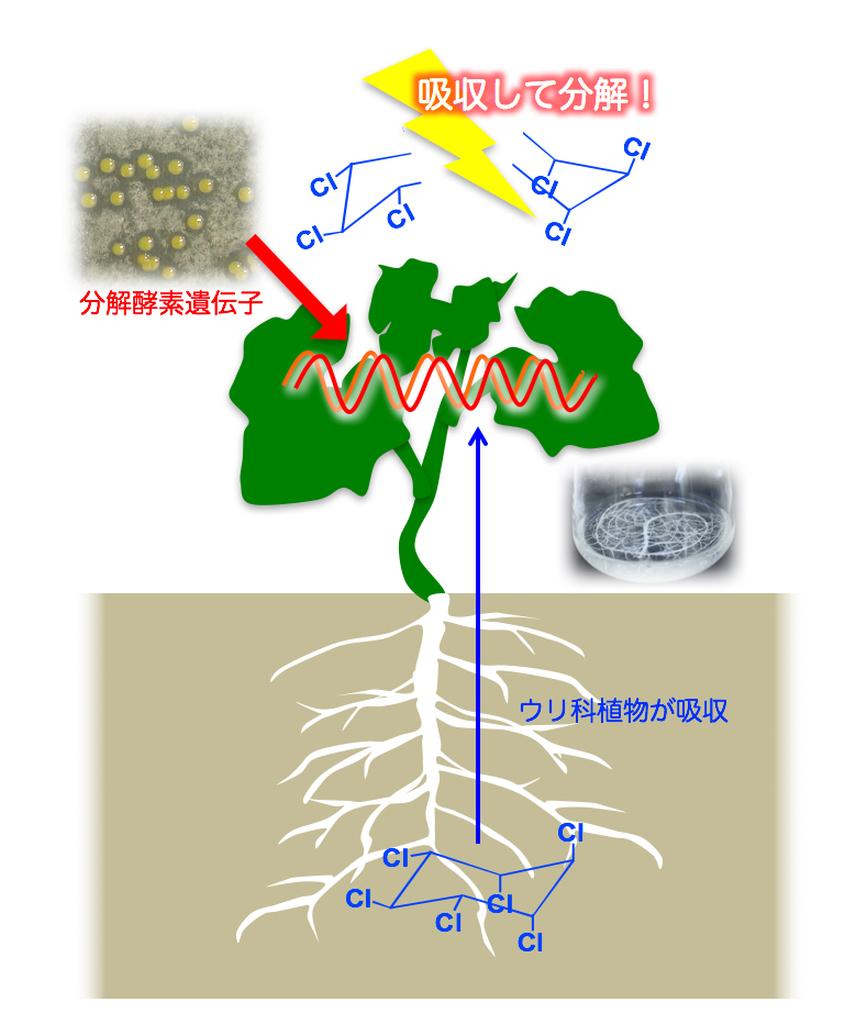 組換え植物