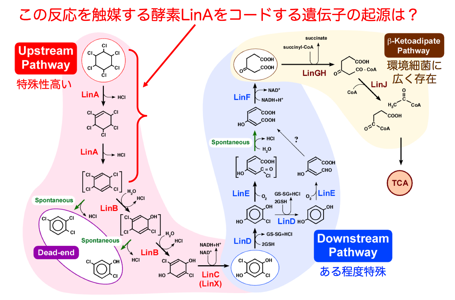 代謝経路