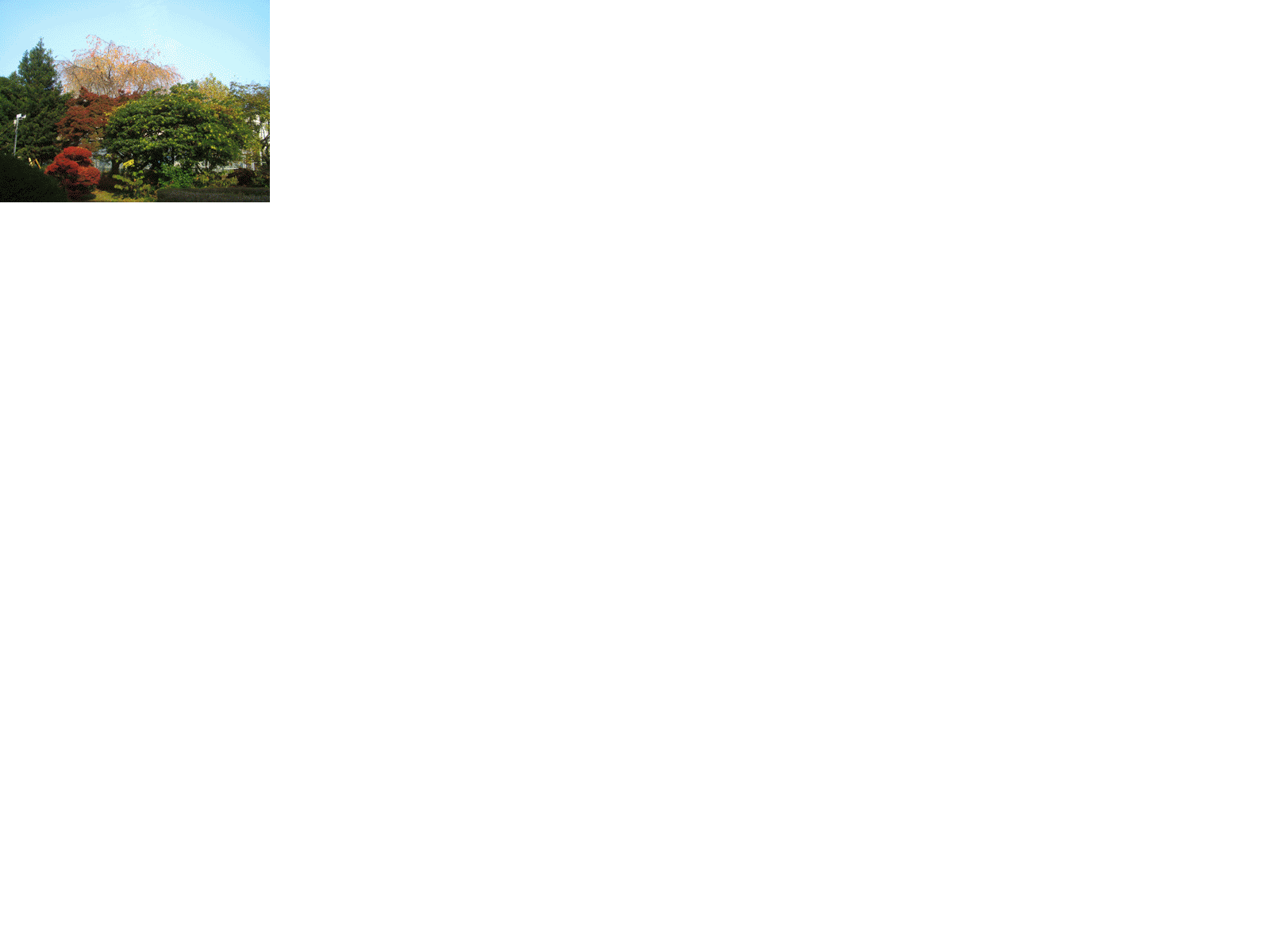/mirai/activity/upload_items/200911/%E7%B4%85%E8%91%89.gif
