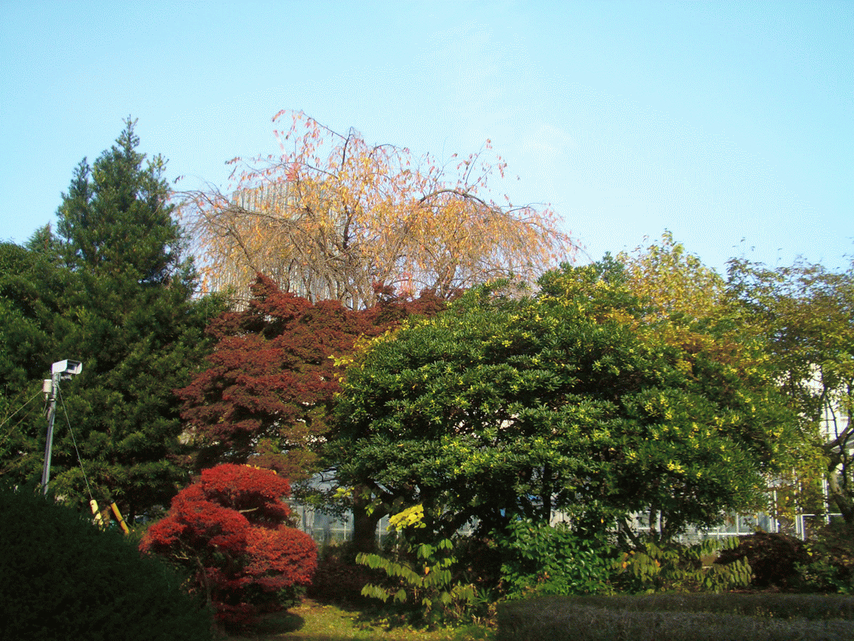 /mirai/activity/upload_items/200911/091110.gif
