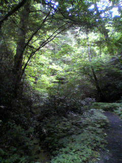 /mirai/activity_h22/upload_items/201007/aobayama.JPG
