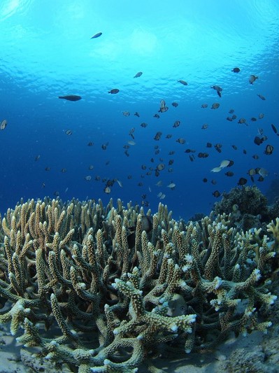 /mirai/activity_h24/assets_c/2012/10/coral-thumb-400x533-2303.jpg