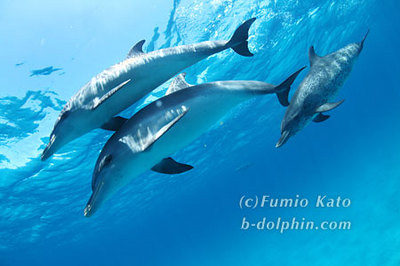 http://www.ige.tohoku.ac.jp/mirai/activity_h24/assets_c/2012/10/dolphin-thumb-400x266-2315.jpg