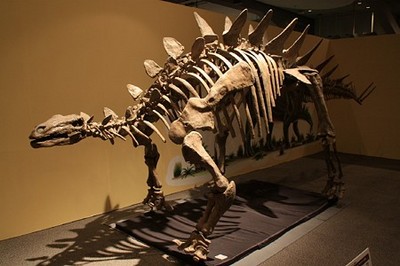 http://www.ige.tohoku.ac.jp/mirai/activity_h24/assets_c/2012/10/stegosaurus-thumb-400x266-2306.jpg