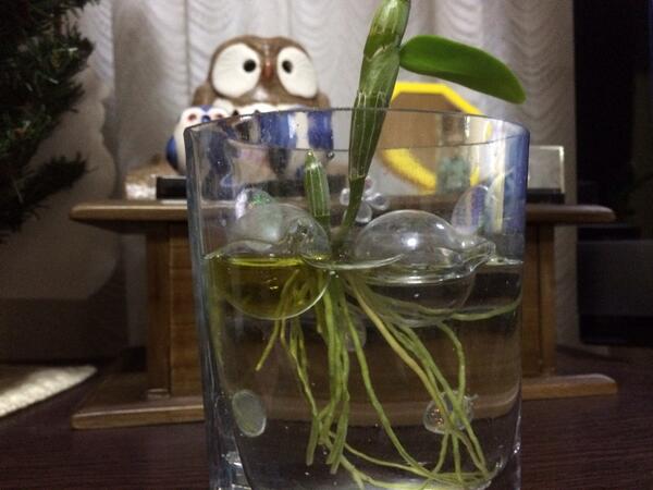 /mirai/activity_h25/upload_items/201312/tohoku2jpg.jpg