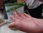昆虫2.JPGのサムネイル画像