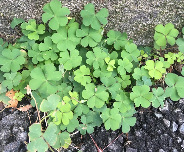 よく見かけるあの植物。