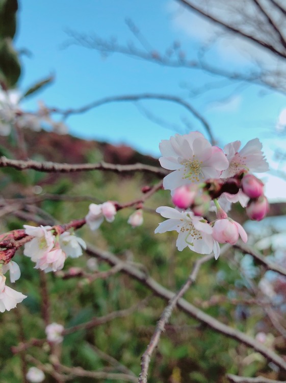 あれ？冬なのに桜...