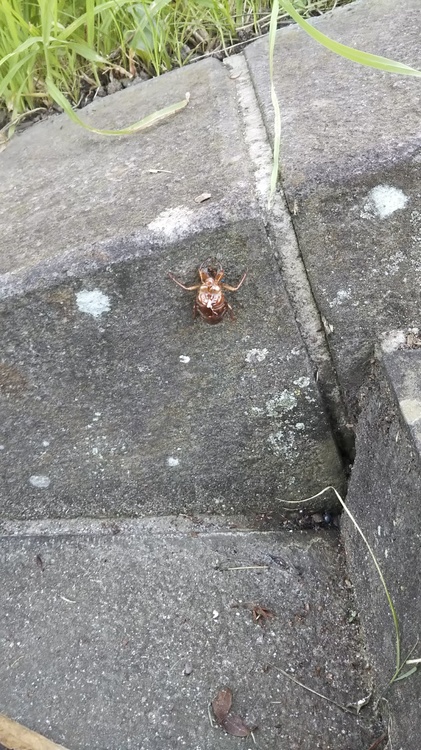 この夏、一肌脱ぐ！