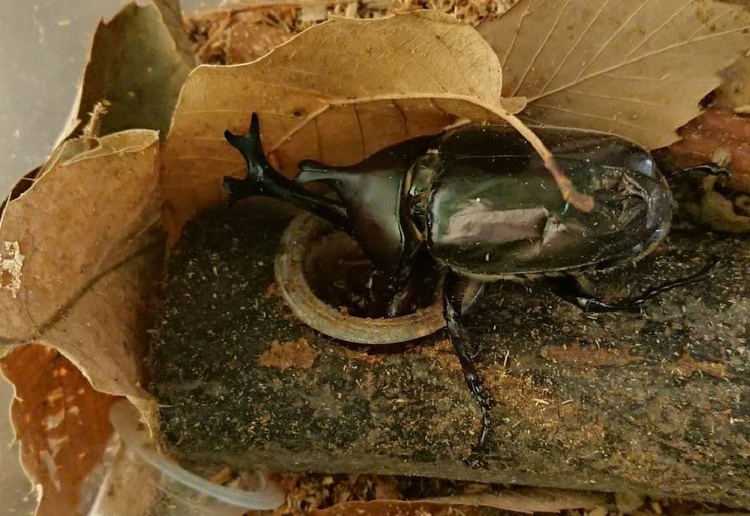 カブトムシは夜行性!