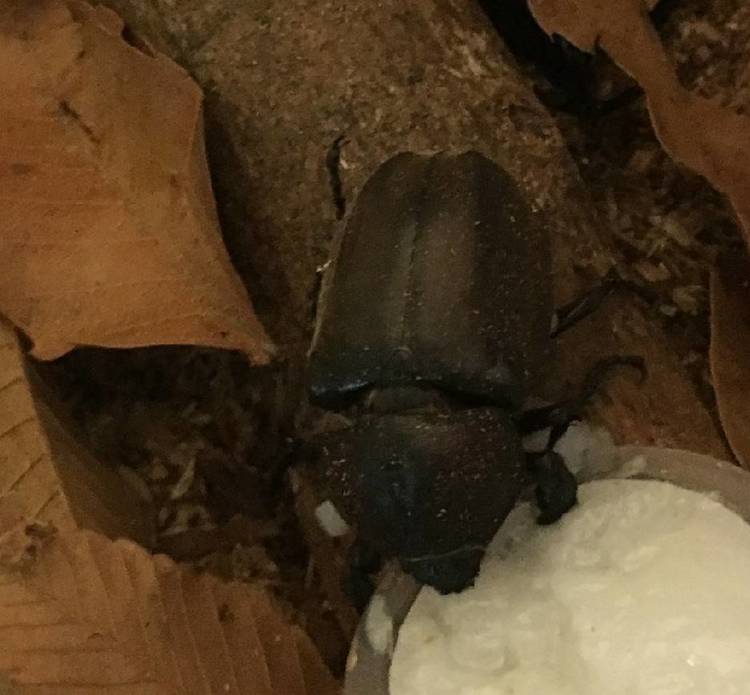 カブトムシの触覚