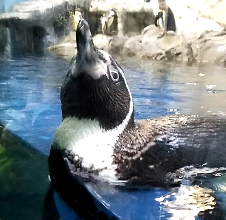 ペンギンの白と黒