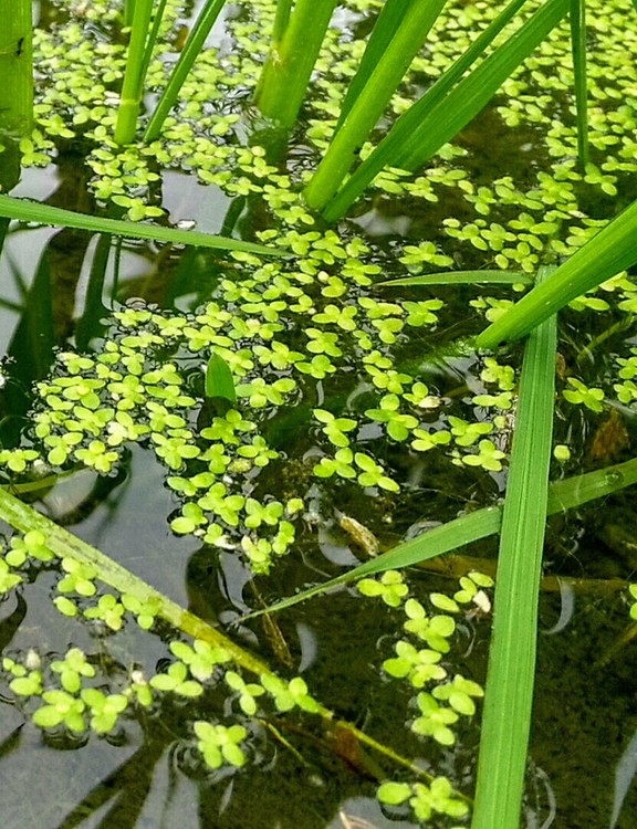 浮草