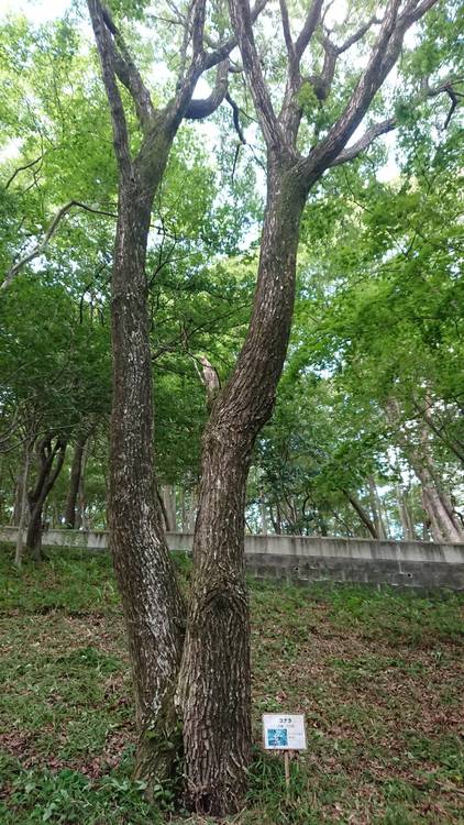 コナラの木