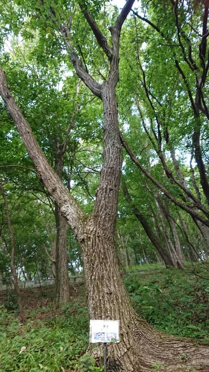 クリの木