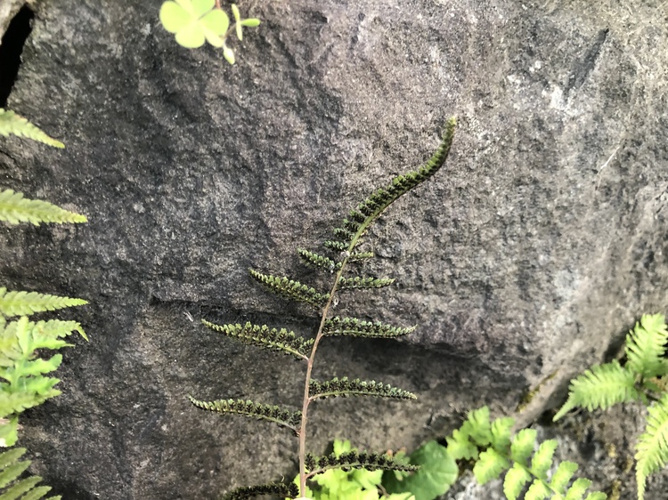 シダ植物