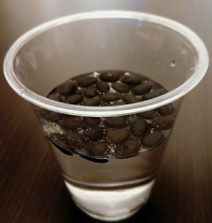 ヘチマの種