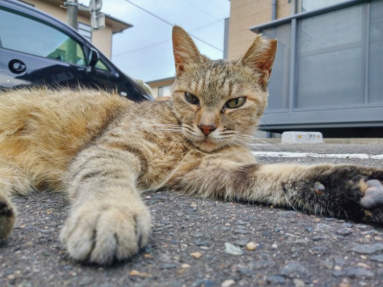 通学路のボス猫？