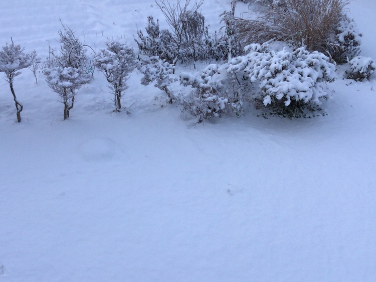 ❄︎初雪です❄︎