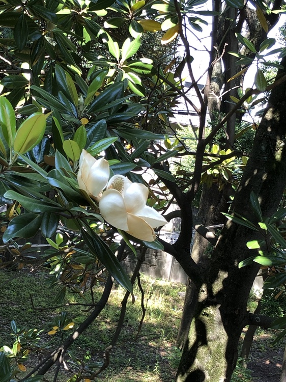 泰山木の花が咲きました