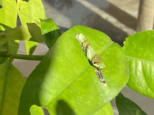 自分の皮を食べる？！