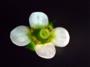 arabidopsis-3.jpg