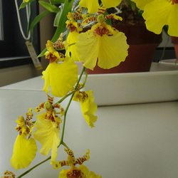 Oncidium 1-thumb-300x300-2651.jpg