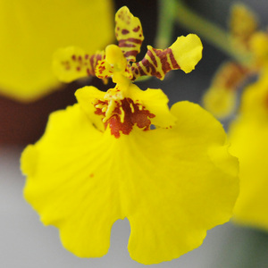 Oncidium 3 before pollination.jpg