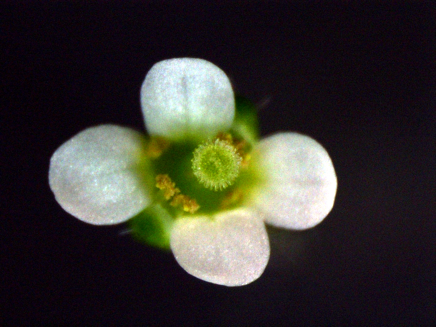 http://www.ige.tohoku.ac.jp/mirai/news/upload_items/201004/arabidopsis-3.jpg