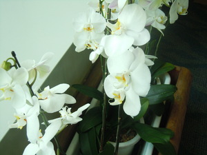 DSCN5018.JPG