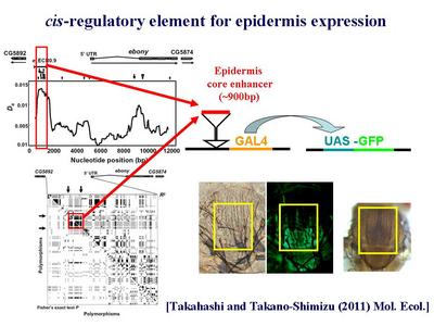 http://www.ige.tohoku.ac.jp/prg/genetics/study_report/assets_c/2011/09/me2011-2-thumb-400x300-2083.jpg