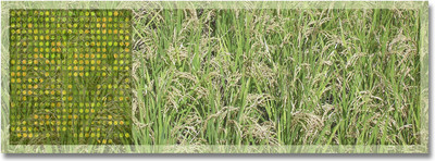 rice-field3.jpg