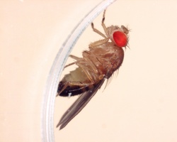 Drosophila.jpgのサムネール画像