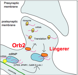 140715_neurogenetics.jpg