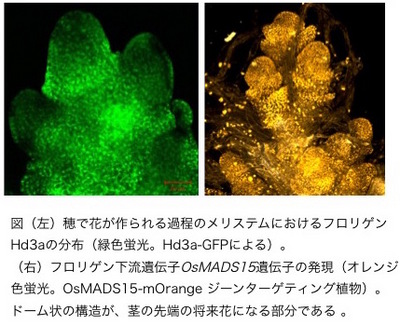 Tsuji_Figure1.jpgのサムネール画像