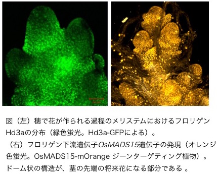 http://www.ige.tohoku.ac.jp/prg/genetics/study_report/assets_c/2015/02/Tsuji_Figure1-thumb-429x349-14245.jpg