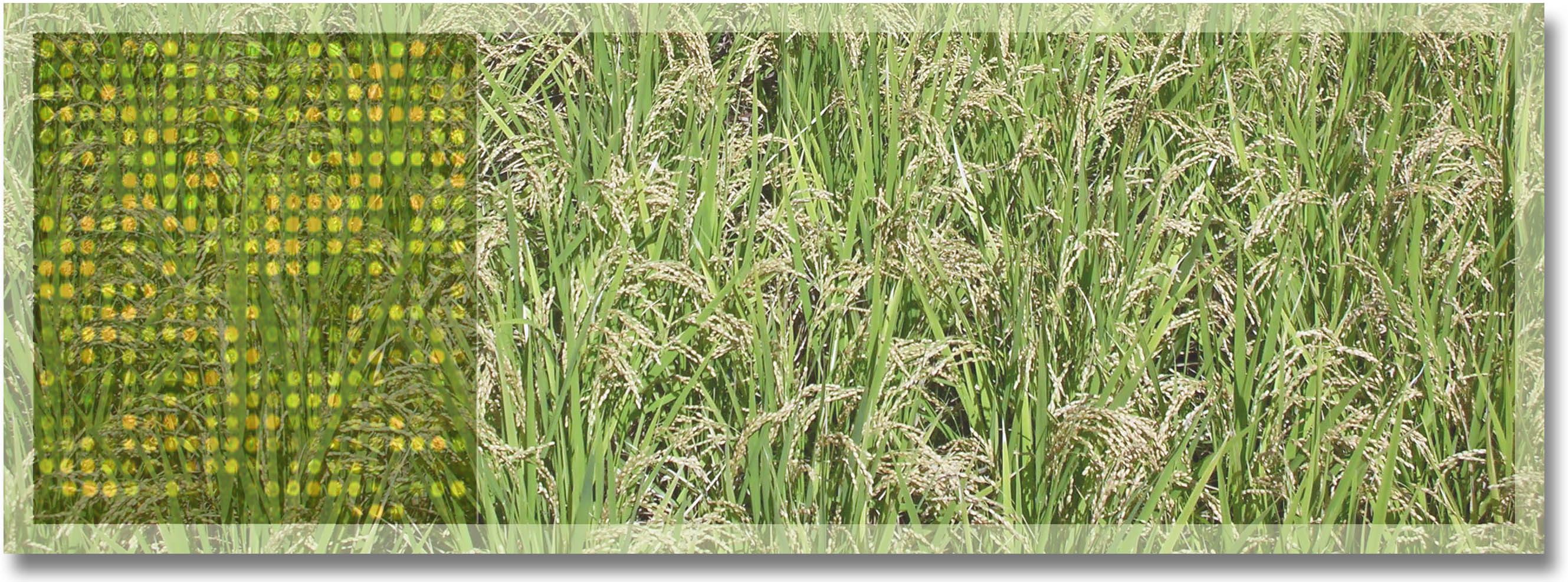 http://www.ige.tohoku.ac.jp/prg/genetics/study_report/upload_items/201110/rice-field3.jpg