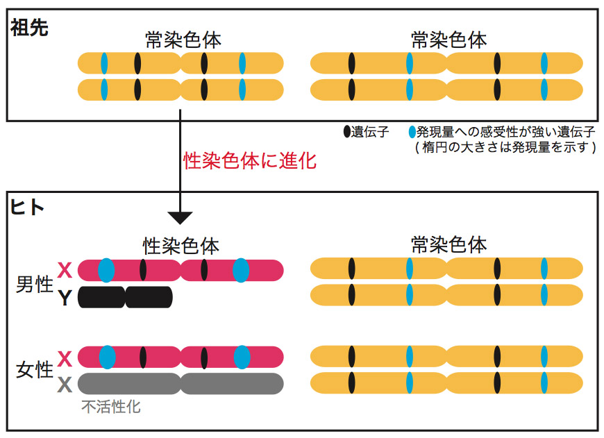 http://www.ige.tohoku.ac.jp/prg/genetics/study_report/upload_items/201203/makinoPNAS2.jpg