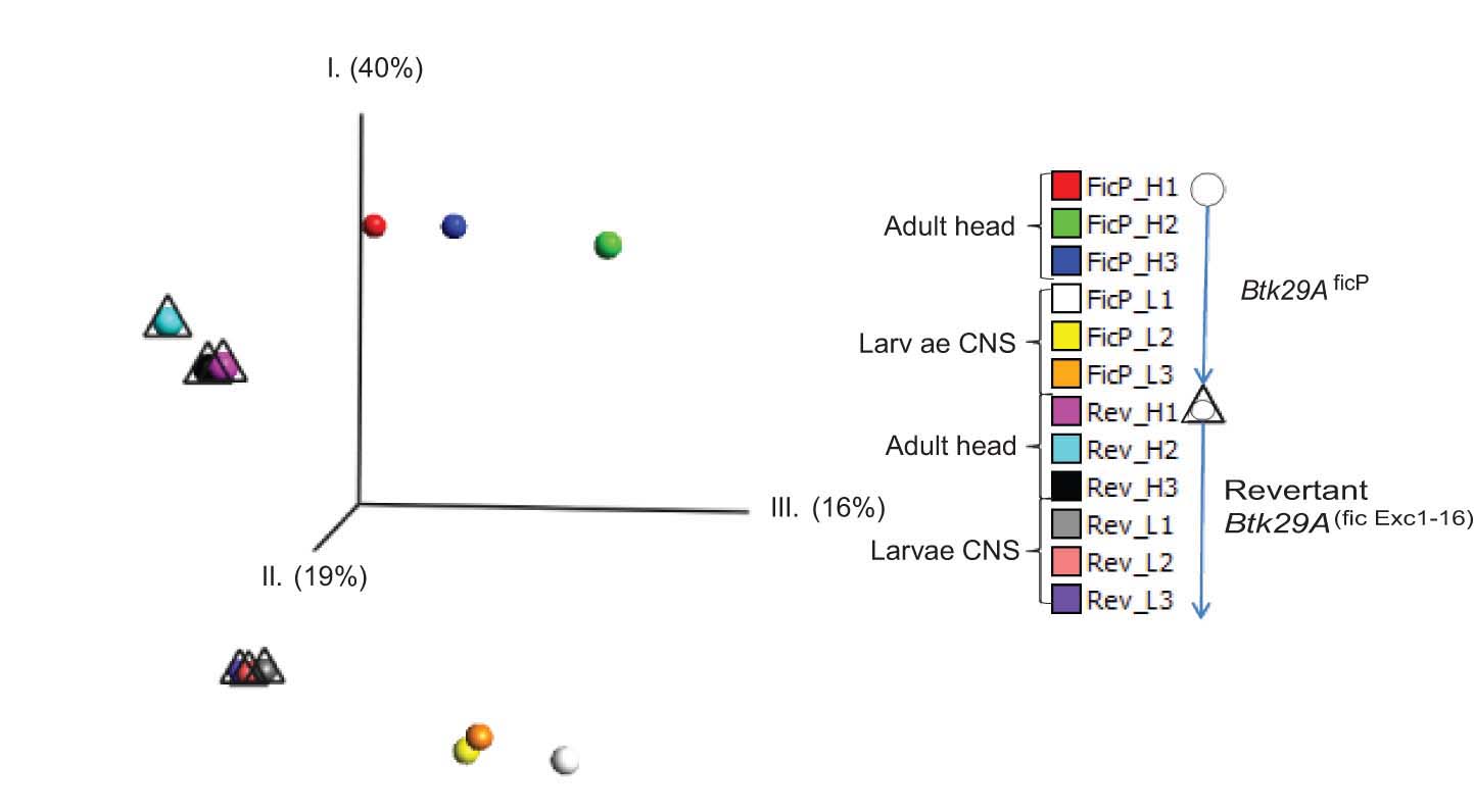 http://www.ige.tohoku.ac.jp/prg/genetics/study_report/upload_items/201205/PLoS%20ONE%E5%9B%B3.jpg