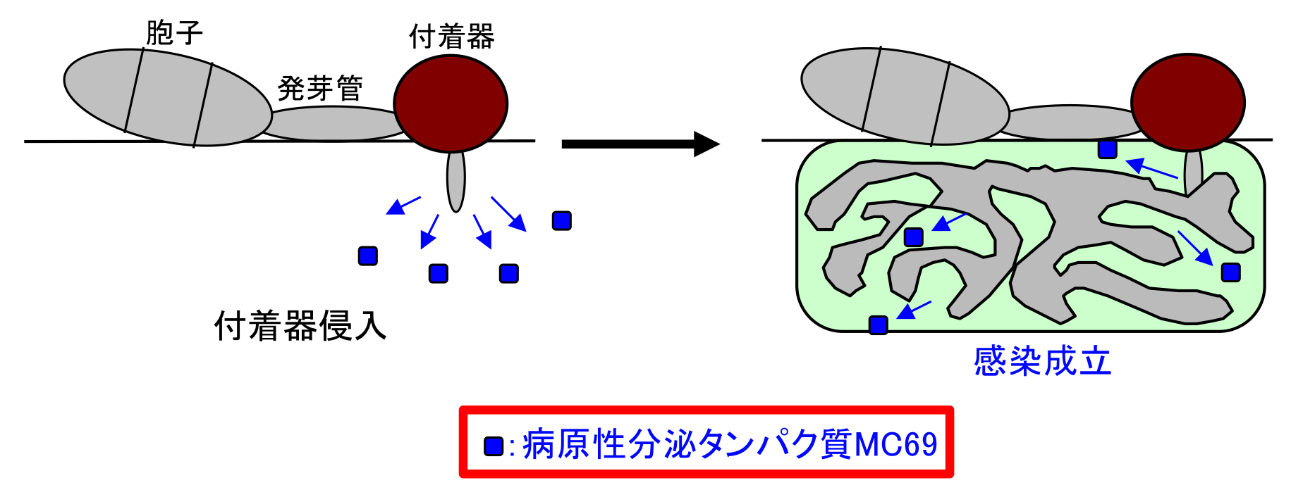 http://www.ige.tohoku.ac.jp/prg/genetics/study_report/upload_items/201205/slide1.jpg