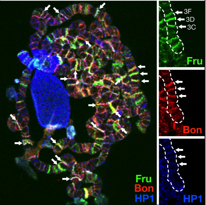 http://www.ige.tohoku.ac.jp/prg/genetics/study_report/upload_items/201206/%C2%91%C3%81%C2%91B%C2%90%C3%B5%C2%90F%C2%91%C3%8C%C2%82%C3%96%C2%82%C3%8C%C2%8C%C2%8B%C2%8D%C2%87.jpg