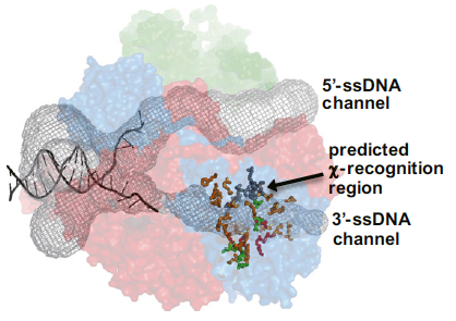 recombination_hotspot.png