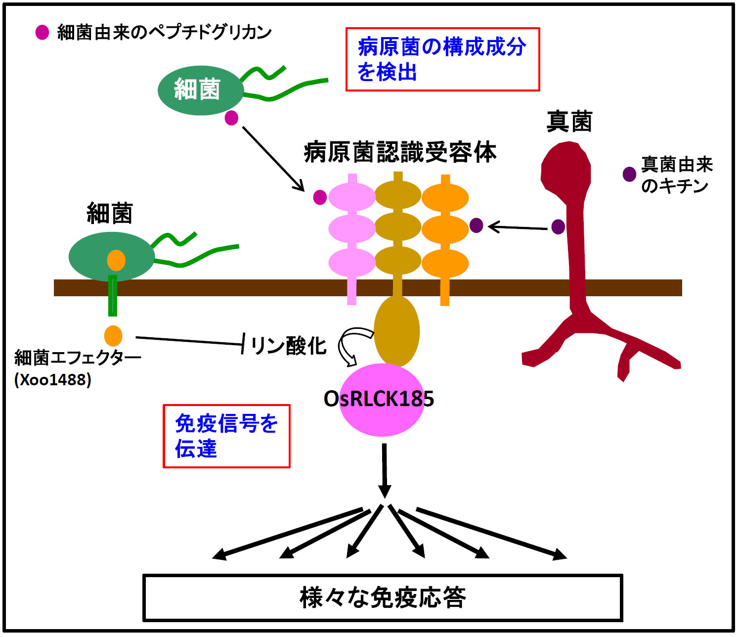 http://www.ige.tohoku.ac.jp/prg/genetics/study_report/upload_items/201303/kawasaki1.jpg