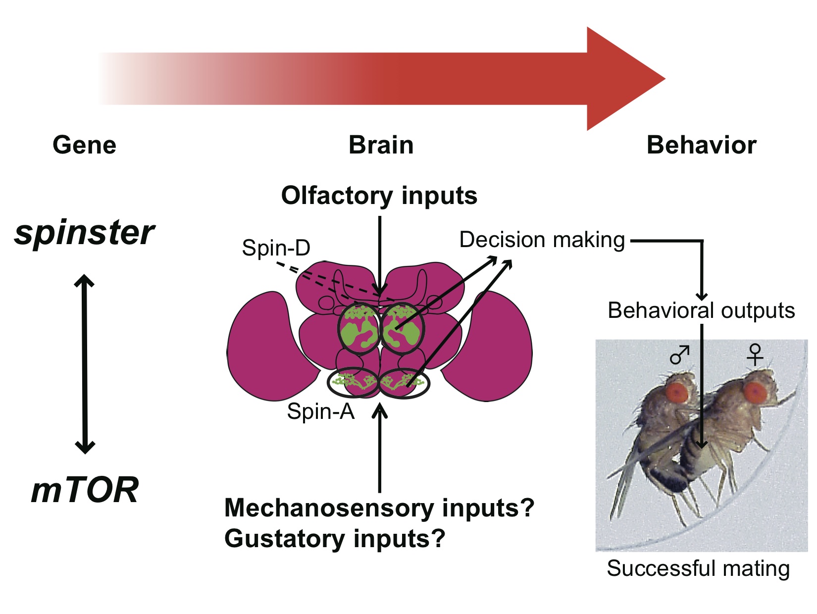 http://www.ige.tohoku.ac.jp/prg/genetics/study_report/upload_items/201305/A.%20Sakurai%20GRAPHICAL%20ABSTRACT.jpg