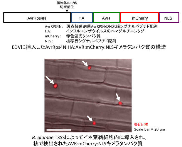 http://www.ige.tohoku.ac.jp/prg/genetics/study_report/upload_items/201305/EDV-AVR-mCN.jpg