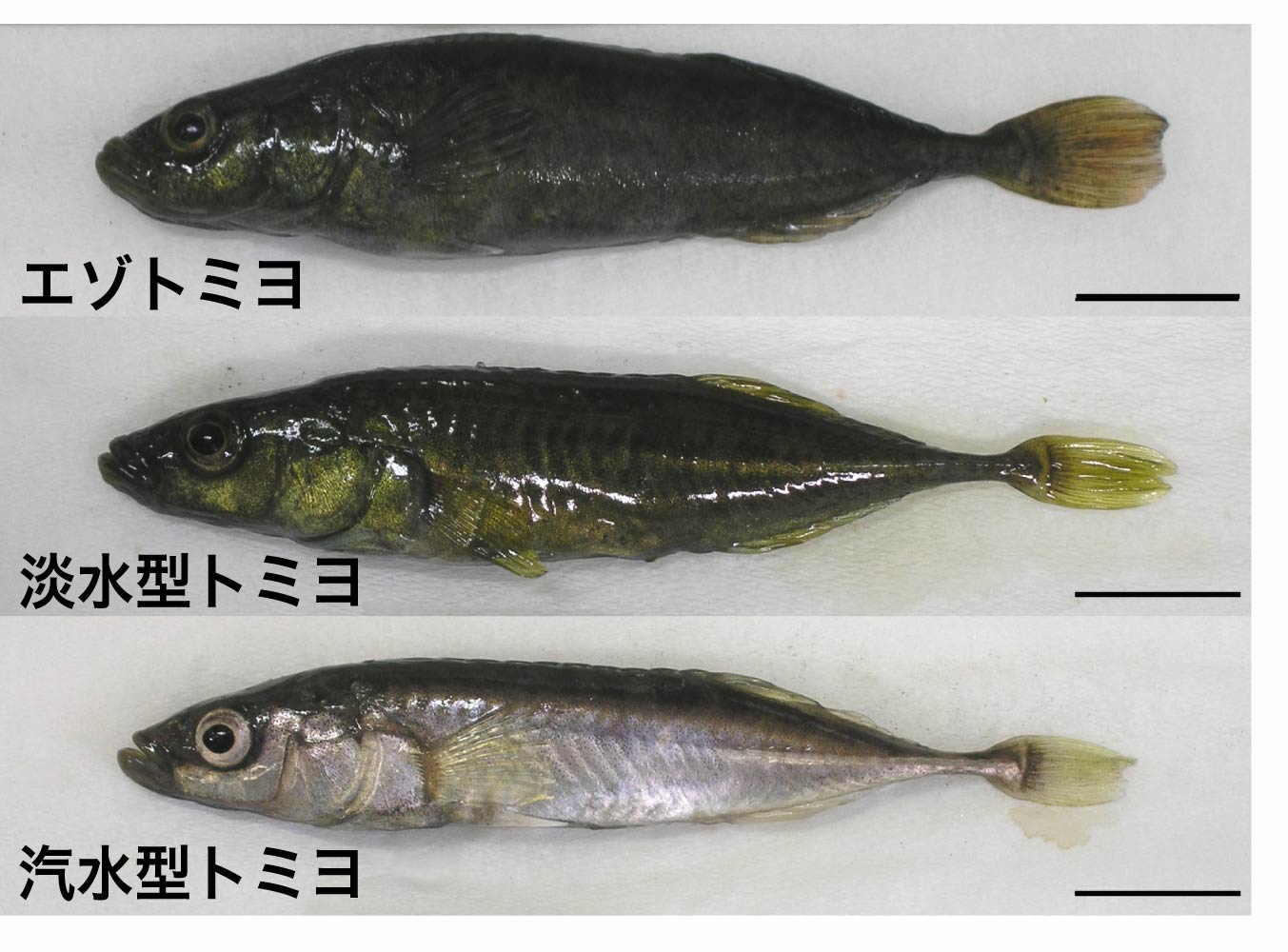 http://www.ige.tohoku.ac.jp/prg/genetics/study_report/upload_items/201305/tomiyo.jpg