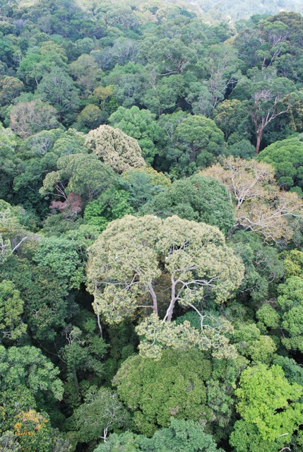 canopy_during_general_flowering.jpeg