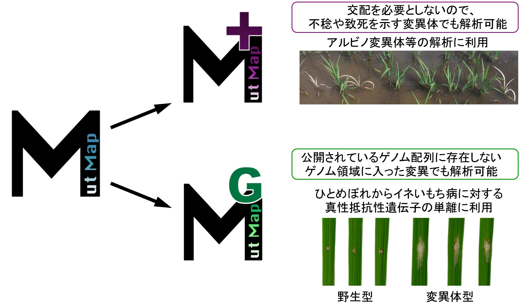 http://www.ige.tohoku.ac.jp/prg/genetics/study_report/upload_items/201307/MutMap_fig.jpg