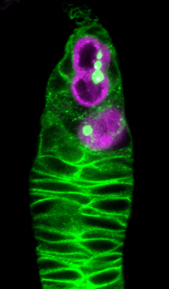 http://www.ige.tohoku.ac.jp/prg/genetics/study_report/upload_items/201401/Cover_Hamada-Kawaguchi6.jpg