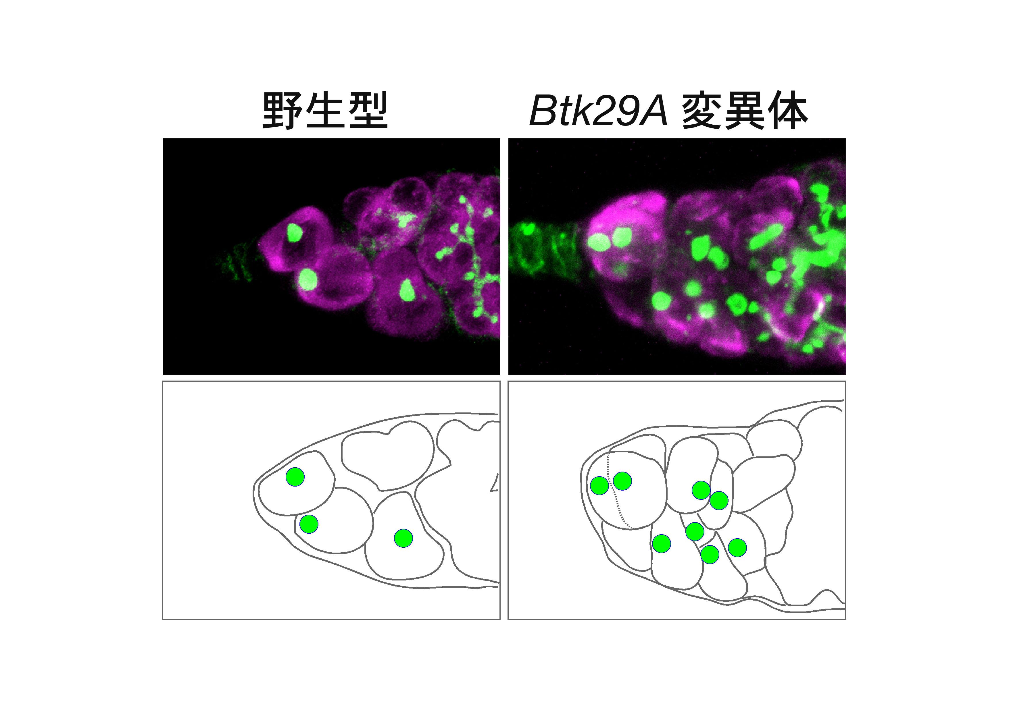 http://www.ige.tohoku.ac.jp/prg/genetics/study_report/upload_items/201402/%E5%9B%B3-%E3%81%AE%E3%82%B3%E3%83%94%E3%83%BC-.jpg